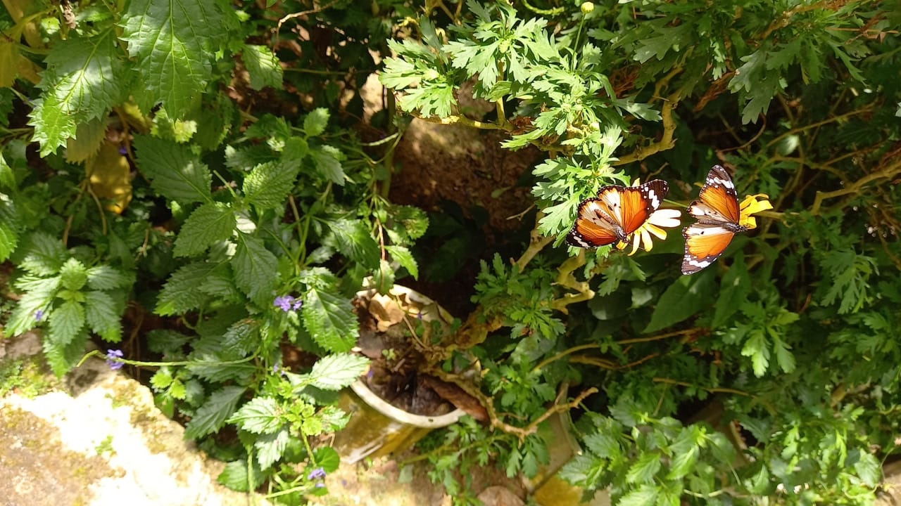 Butterfly Garden in Cameron Highland